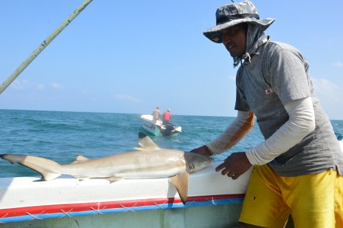 slika 12- svež ulov