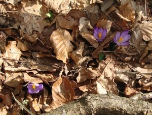 Tudi žafran je pokukal na sonce