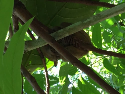 12. Zares jih je težko najti