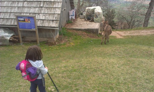 Pozdravimo lahko tudi oslička