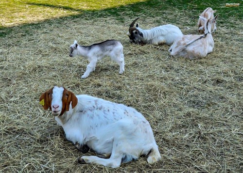 Mame koze z mladički, Ranč Burger