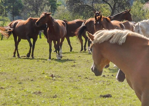 Čudoviti konji na na prostem, Ranč Burger