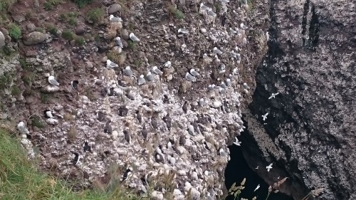 Ptičji klifi, Škotska