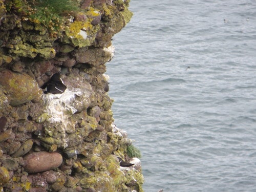 Ptičji klifi, Škotska